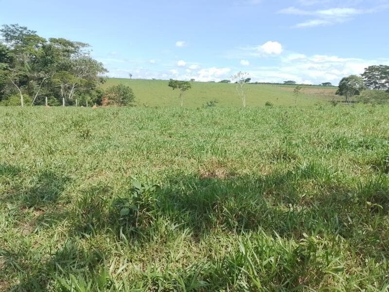 Foto 7 de 9: Area Rural em leilão em Pimenta Bueno - RO — LOTE 001 IMÓVEL RURAL COM 183,8888ha EM PIMENTA BUENO/RO - ACEITA PARCELAMENTO