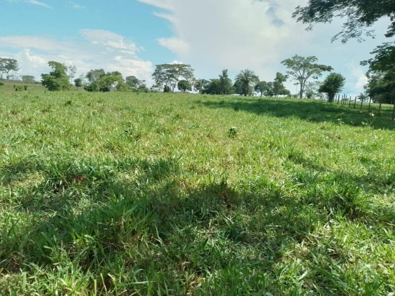 Foto 8 de 9: Area Rural em leilão em Pimenta Bueno - RO — LOTE 001 IMÓVEL RURAL COM 183,8888ha EM PIMENTA BUENO/RO - ACEITA PARCELAMENTO