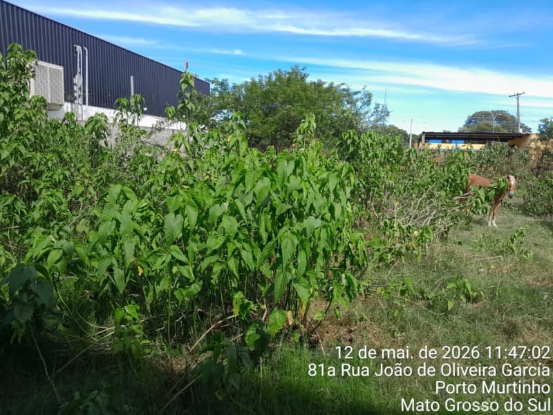 Foto 7 de 22: Terreno em leilão em Porto Murtinho - MS — LOTE 001 03 IMÓVEIS (LOTE ÚNICO) EM PORTO MURTINHO/MS