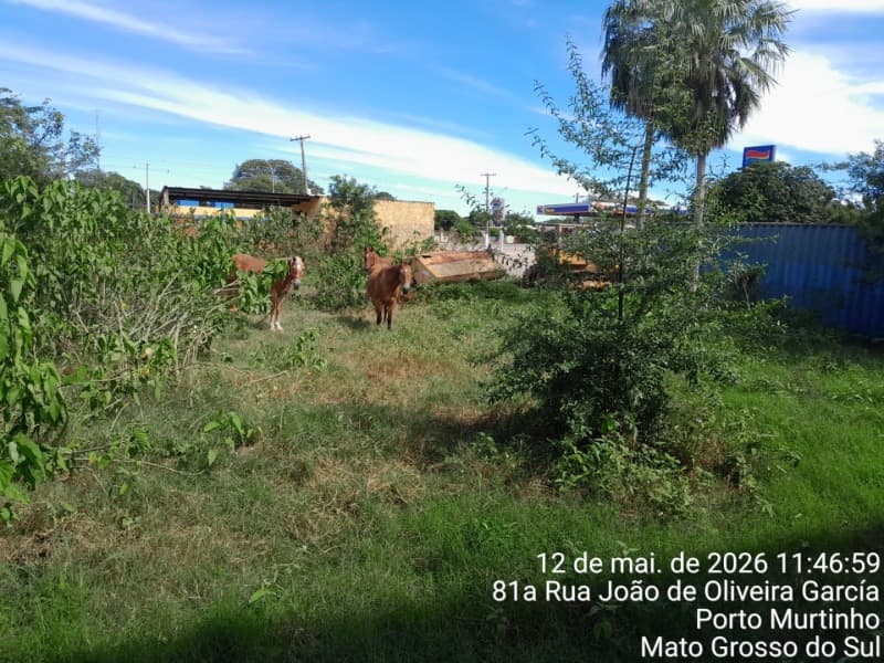 Foto 10 de 22: Terreno em leilão em Porto Murtinho - MS — LOTE 001 03 IMÓVEIS (LOTE ÚNICO) EM PORTO MURTINHO/MS