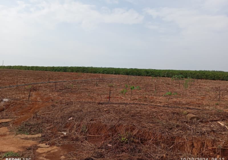 Foto 15 de 19: Area Rural em leilão em Patrocínio - MG — LOTE 005 IMÓVEL RURAL COM 17 HECTARES EM PATROCÍNIO/MG