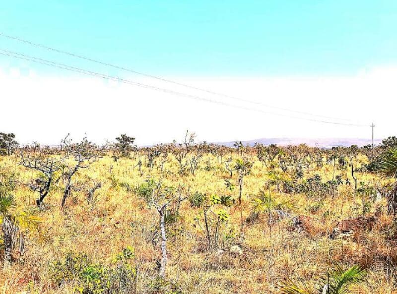 Foto 12 de 19: Area Rural em leilão em Vila Bela Da Santíssima Trindade - MT — LOTE 001 Imóvel Rural com A.T. 6.238,9109 hectares, Fazenda Serra Dourada IV - MT