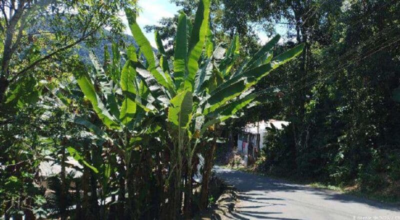Foto 5 de 8: Area Rural em leilão em Ubatuba - SP, bairro Perequê Mirim — LOTE 002 Parte Ideal 2,31561% da Gleba de Terras, Sertão do Perequê-Mirim, área de 52.699,12m², Ubat