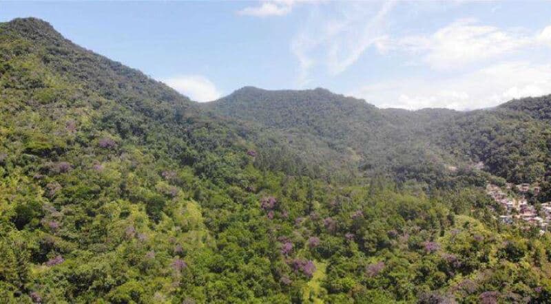 Foto 6 de 8: Area Rural em leilão em Ubatuba - SP, bairro Perequê Mirim — LOTE 002 Parte Ideal 2,31561% da Gleba de Terras, Sertão do Perequê-Mirim, área de 52.699,12m², Ubat
