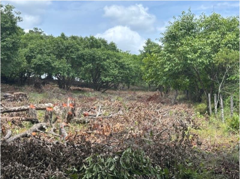 Foto 9 de 10: Terreno em leilão em Camaçari - BA, bairro Fazenda Olhos D'Água — LOTE 002 TERRENO COM 52.268,00M2 - CAMAÇARI - BA
