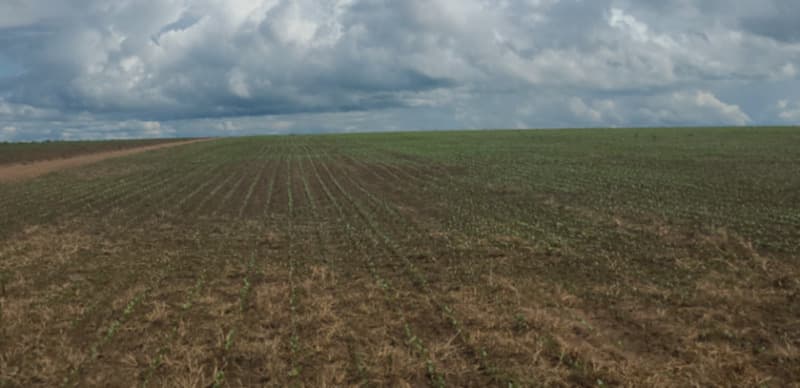 Foto 2 de 6: Area Rural em leilão em Tasso Fragoso - MA — LOTE 001 FAZENDA VALE DO PUREZA, com área de 4.934,5458ha, localizado nas Glebas Sangue e Cachoeira,