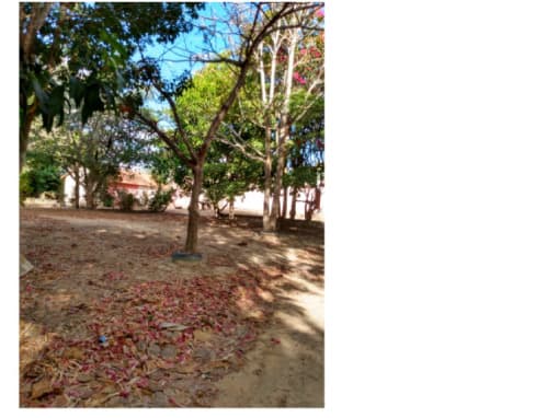 Foto 14 de 16: Area Rural em leilão em Colméia - TO — LOTE 001 FAZENDA DOIS IRMÃOS MEDINDO 13,96 ALQUEIRES EM COLMÉIA, TOCANTINS