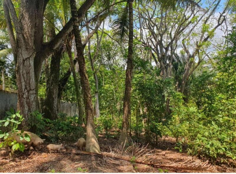 Foto 1 de 9: Casa em leilão em Lauro De Freitas - BA — LOTE 001 UM IMÓVEL COM ÁREA TOTAL: 9.898,50 M², NO CONDOMINÍO CHÁCARA DO RIO JOANES - LAURO DE FREIT