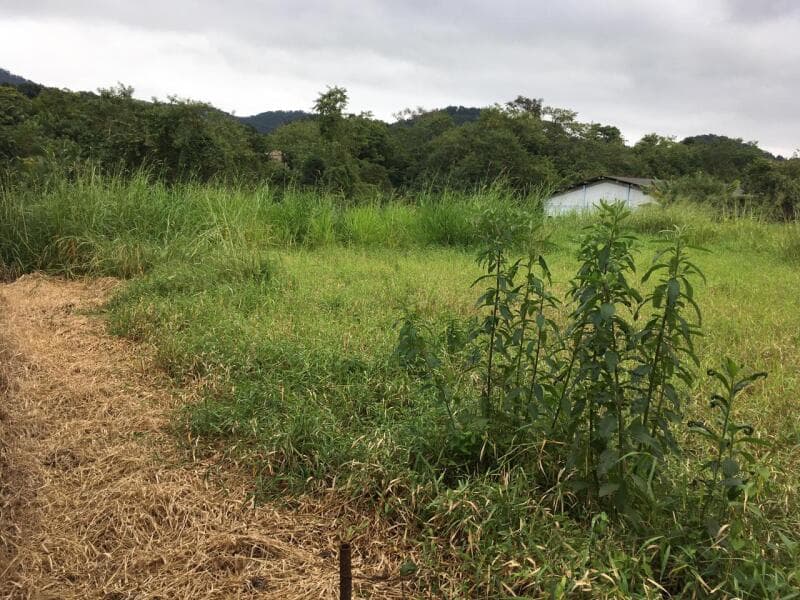 Foto 3 de 4: Terreno em leilão em Blumenau - SC — LOTE 001 Terreno na rua Tenente Carlos Deeke com 5.000,30m2 (Blumenau/SC)