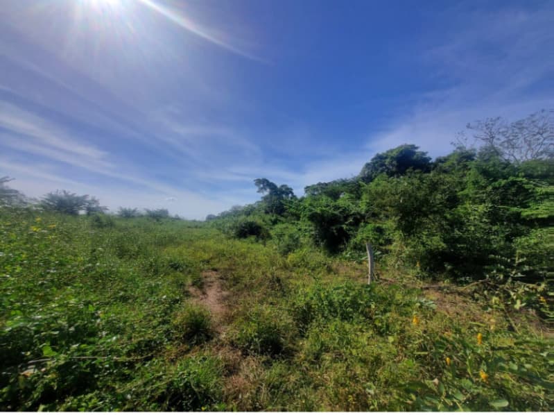 Foto 10 de 13: Area Rural em leilão em Formoso Do Araguaia - TO — LOTE 001 FAZENDA VENEZA, com a Área de 183,71.06 ha, do Loteamento Javaezinho, município de Formoso