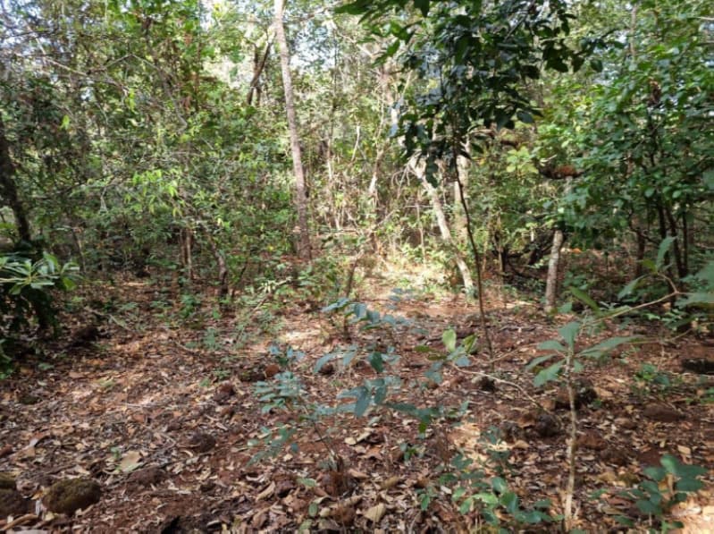 Foto 6 de 22: Area Rural em leilão em Formoso Do Araguaia - TO — LOTE 002 fazenda Estância Eloy Loteamento Pato Assado, mendindo 573,40.71 ha em Formoso do Araguaia/