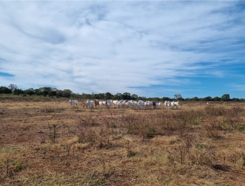 Foto 7 de 22: Area Rural em leilão em Formoso Do Araguaia - TO — LOTE 002 fazenda Estância Eloy Loteamento Pato Assado, mendindo 573,40.71 ha em Formoso do Araguaia/
