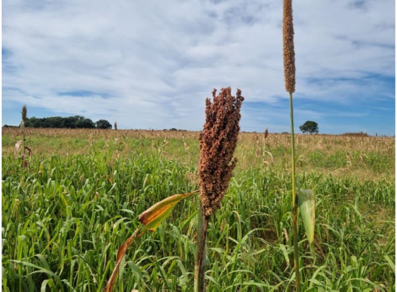 Foto 9 de 22: Area Rural em leilão em Formoso Do Araguaia - TO — LOTE 002 fazenda Estância Eloy Loteamento Pato Assado, mendindo 573,40.71 ha em Formoso do Araguaia/