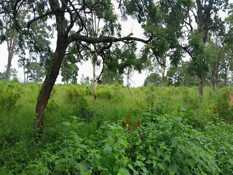 Foto 5 de 14: Terreno em leilão em Formiga - MG — Gleba de Terras - Formiga - MG