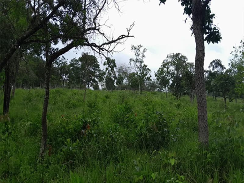 Foto 6 de 14: Terreno em leilão em Formiga - MG — Gleba de Terras - Formiga - MG