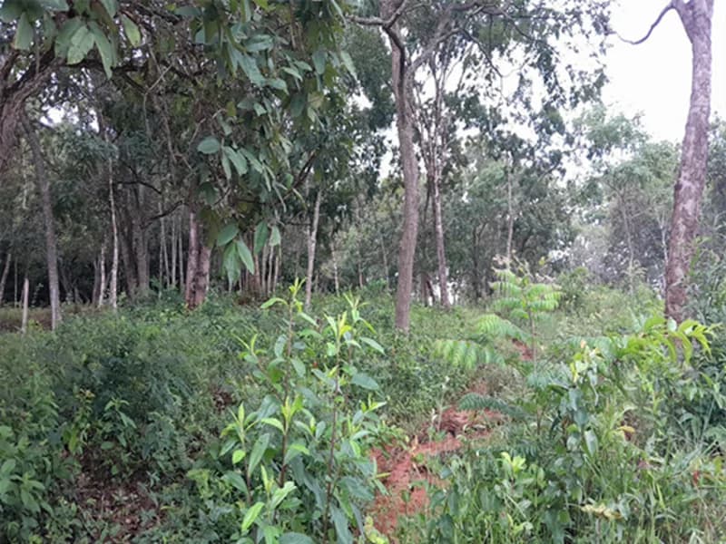 Foto 4 de 14: Terreno em leilão em Formiga - MG — Gleba de Terras - Formiga - MG