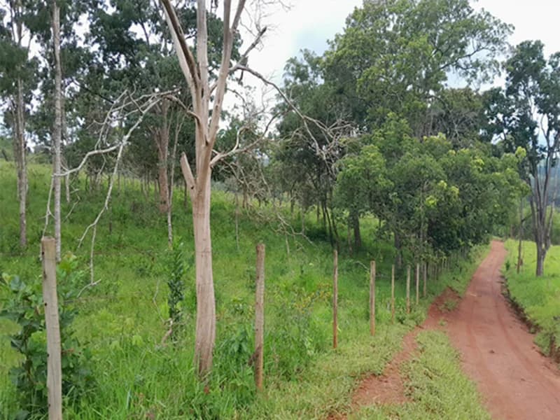 Foto 12 de 14: Terreno em leilão em Formiga - MG — Gleba de Terras - Formiga - MG