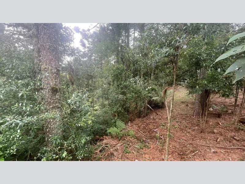 Terreno em leilão em São Francisco De Paula - RS — Terreno - São Francisco de Paula - RS