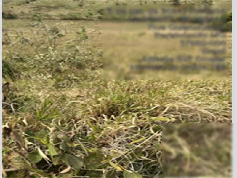 Foto 6 de 9: Terreno em leilão em Paraisópolis - MG — Terreno - Paraisópolis - MG
