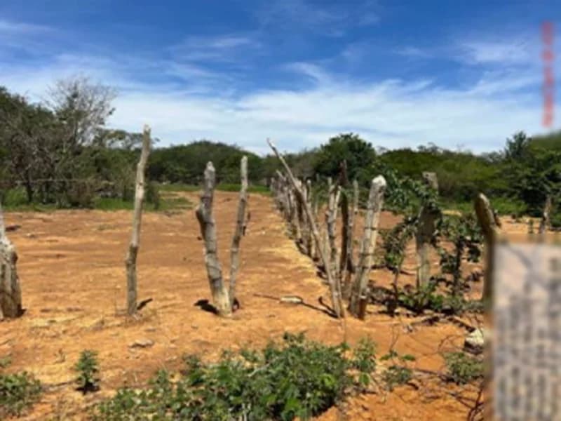 Foto 3 de 16: Terreno em leilão em São Gabriel - BA — Terreno São Gabriel BA