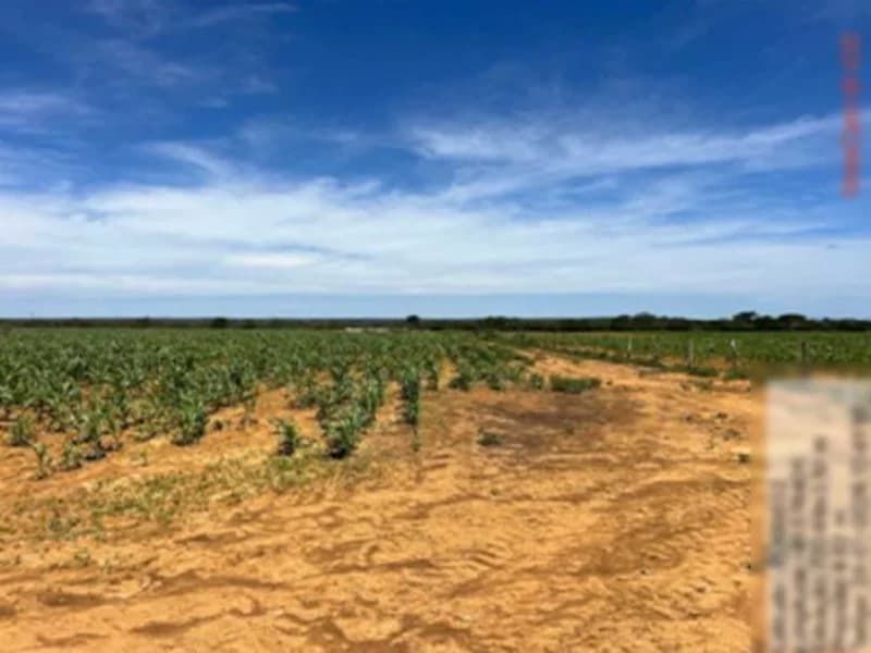 Foto 12 de 16: Terreno em leilão em São Gabriel - BA — Terreno São Gabriel BA