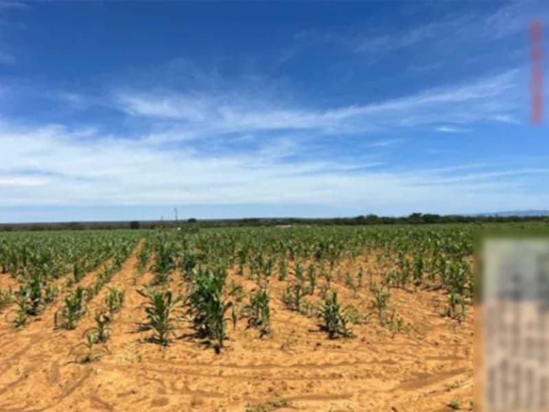 Foto 13 de 16: Terreno em leilão em São Gabriel - BA — Terreno São Gabriel BA