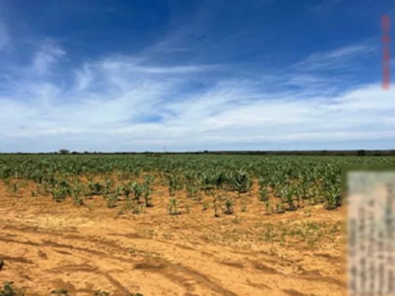 Foto 11 de 16: Terreno em leilão em São Gabriel - BA — Terreno São Gabriel BA