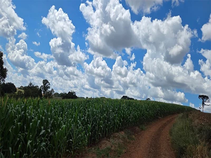 Foto 4 de 5: Terreno em leilão em Virmond - PR — Terreno Virmond PR