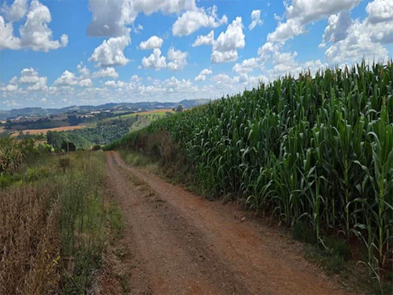Foto 5 de 5: Terreno em leilão em Virmond - PR — Terreno Virmond PR