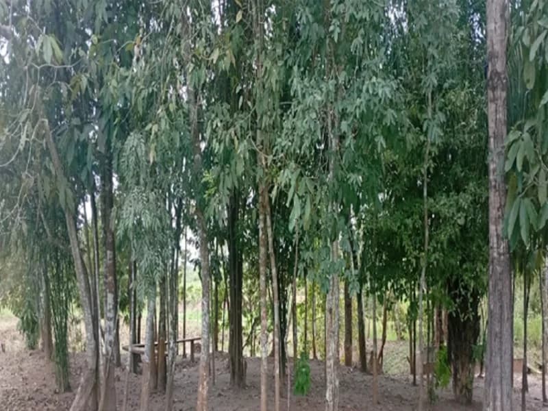 Foto 9 de 16: Terreno em leilão em Espigão D'oeste - RO — Terreno Espigão D'oeste RO