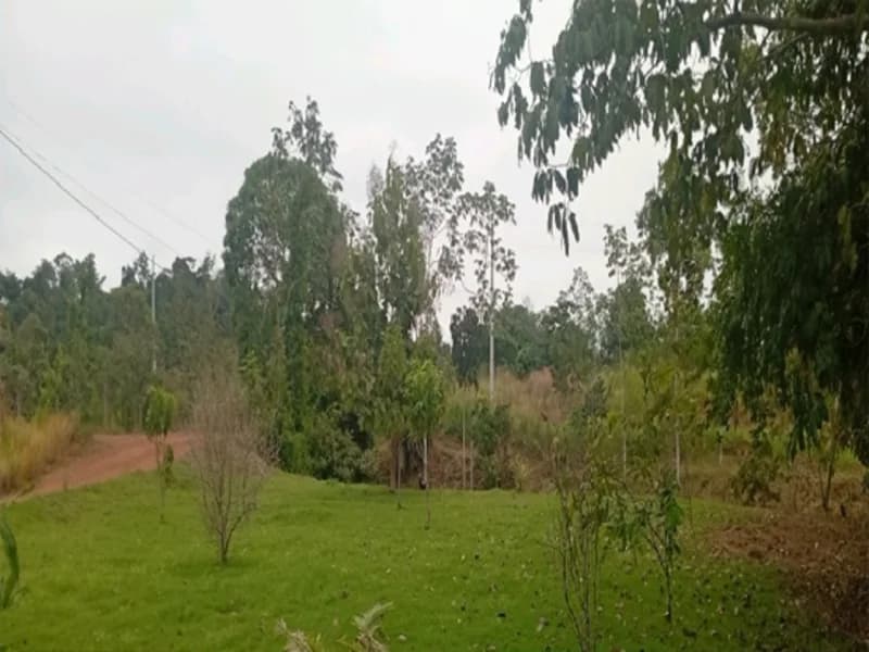 Foto 12 de 16: Terreno em leilão em Espigão D'oeste - RO — Terreno Espigão D'oeste RO