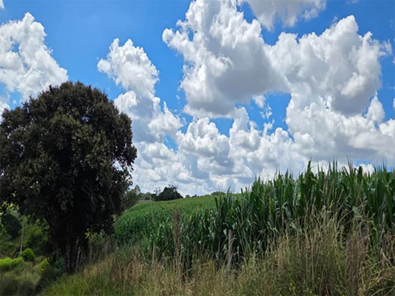 Foto 1 de 5: Terreno em leilão em Virmond - PR — Terreno - Virmond - PR