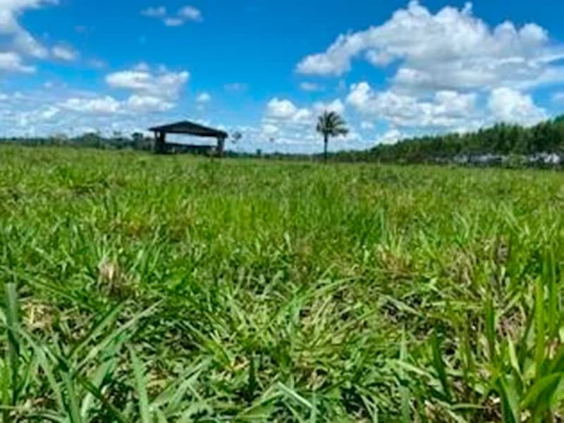 Foto 2 de 4: Area Rural em leilão em Porto Velho - RO — Terreno - Porto Velho - RO