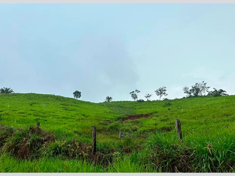 Foto 2 de 5: Area Rural em leilão em Alta Floresta D'oeste - RO — Terreno - Alta Floresta D'oeste - RO