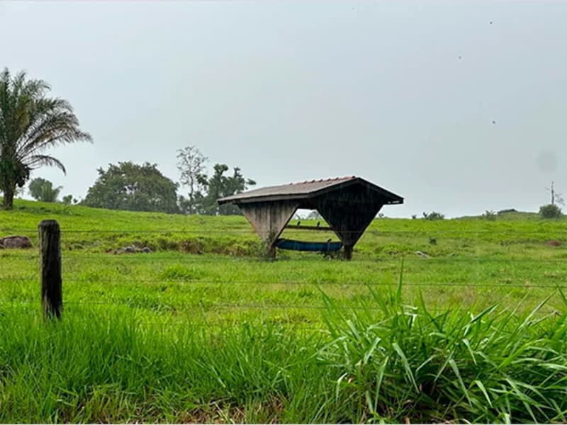 Foto 4 de 5: Area Rural em leilão em Alta Floresta D'oeste - RO — Terreno - Alta Floresta D'oeste - RO