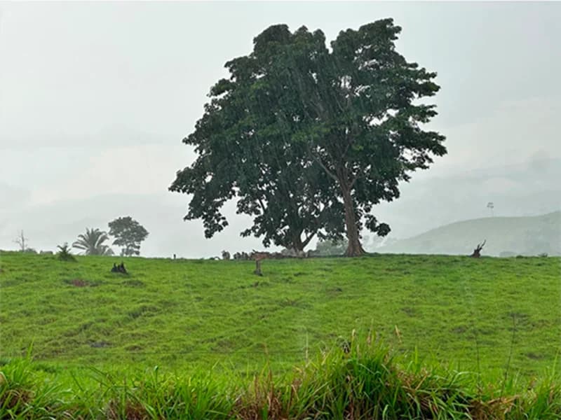 Foto 1 de 5: Area Rural em leilão em Alta Floresta D'oeste - RO — Terreno - Alta Floresta D'oeste - RO
