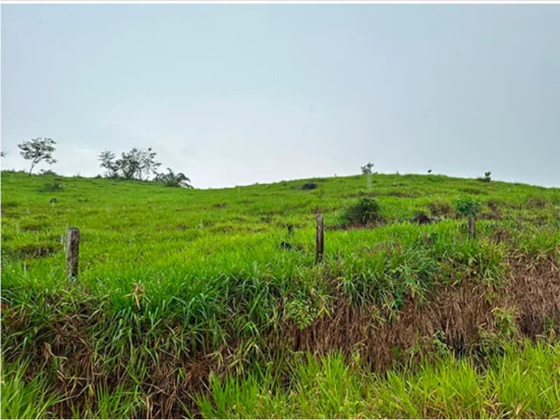 Foto 5 de 5: Area Rural em leilão em Alta Floresta D'oeste - RO — Terreno - Alta Floresta D'oeste - RO