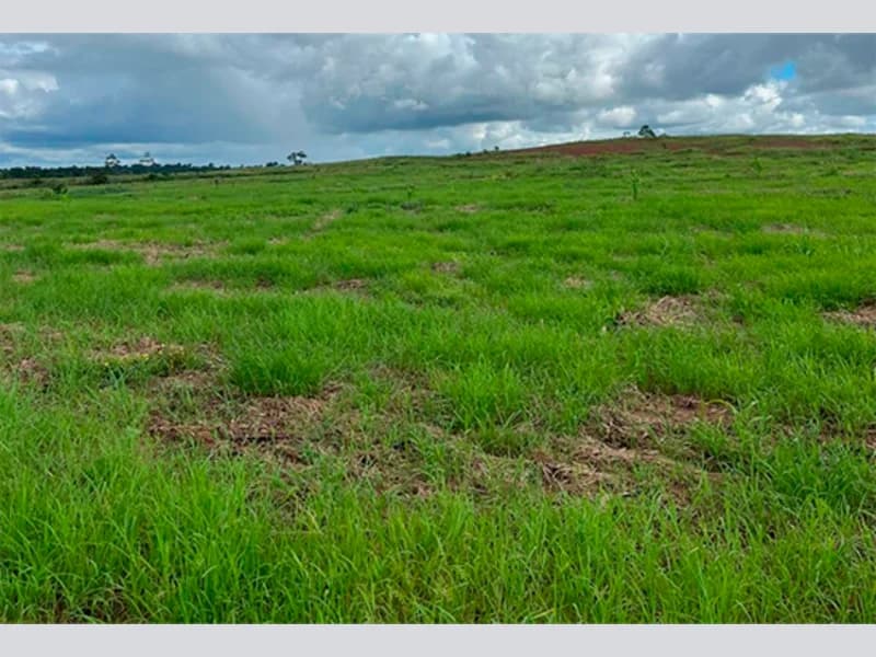 Foto 5 de 5: Area Rural em leilão em Cacoal - RO — Terreno - Cacoal - RO