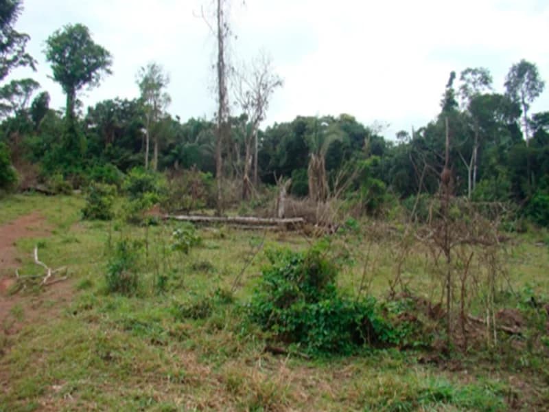 Foto 6 de 7: Area Rural em leilão em Juruena - MT — Terreno - Juruena - MT