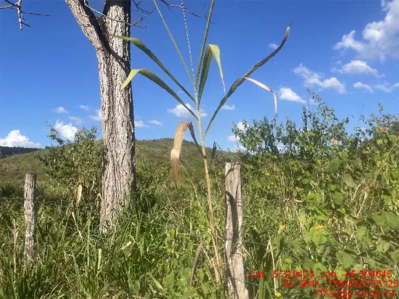 Foto 10 de 30: Area Rural em leilão em Jenipapo Dos Vieiras - MA, bairro Barrinha — Terreno - Jenipapo Dos Vieiras - MA