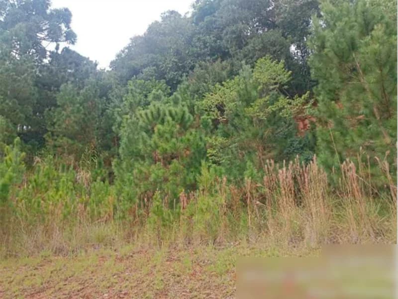 Foto 14 de 15: Terreno em leilão em Nova Petrópolis - RS, bairro Centro — Terreno - Nova Petrópolis - RS