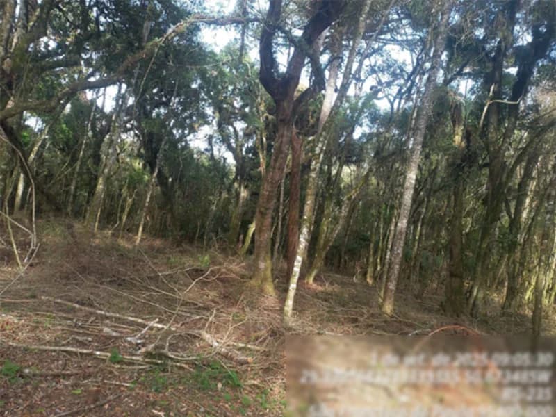 Foto 1 de 4: Terreno em leilão em São Francisco De Paula - RS — Terreno - São Francisco de Paula - RS
