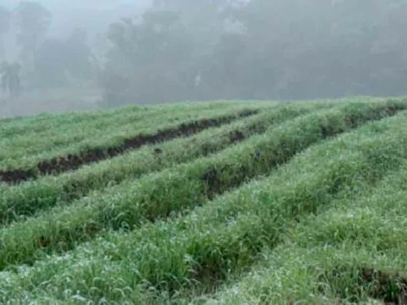 Foto 1 de 12: Terreno em leilão em Paula Freitas - PR — Terreno - Paula Freitas - PR