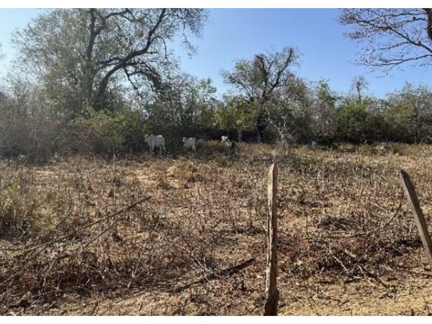 Foto 5 de 8: Area Rural em leilão em Riachão Das Neves - BA — Área Rural à venda em leilão
