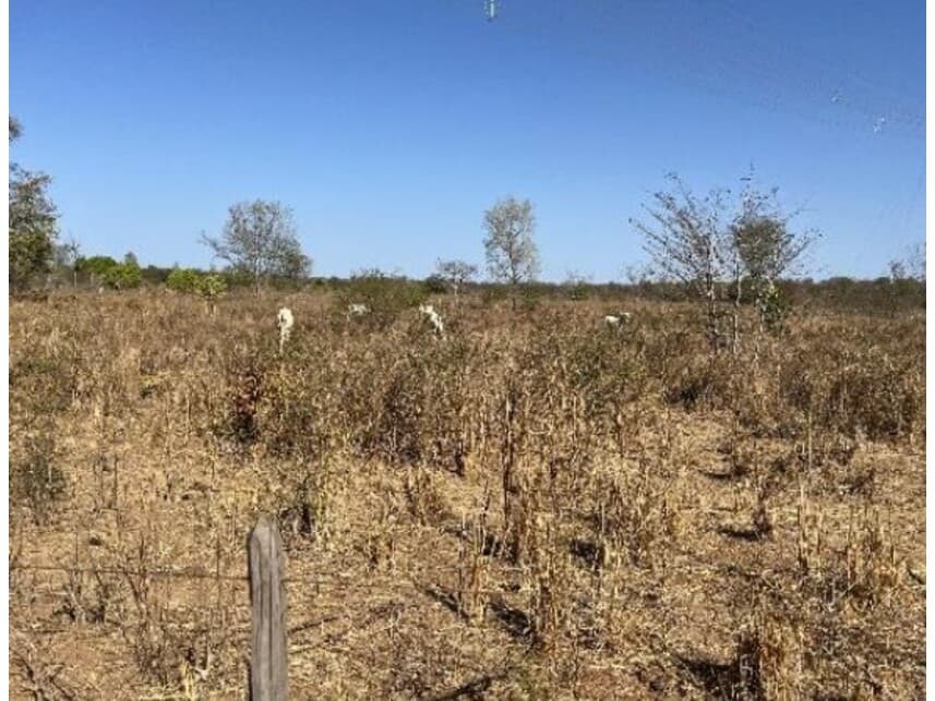 Foto 7 de 8: Area Rural em leilão em Riachão Das Neves - BA — Área Rural à venda em leilão