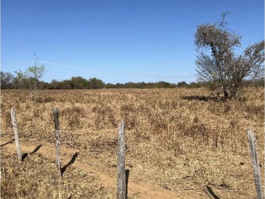 Foto 8 de 8: Area Rural em leilão em Riachão Das Neves - BA — Área Rural à venda em leilão