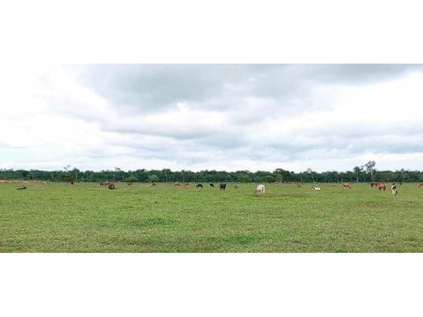 Foto 3 de 10: Area Rural em leilão em Vila Bela Da Santíssima Trindade - MT — Fazenda à venda em leilão