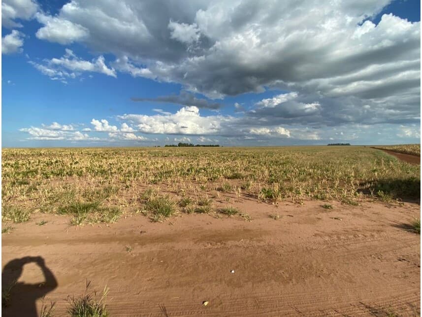 Foto 8 de 12: Area Rural em leilão em Nova Ubiratã - MT — Área Rural à venda em leilão
