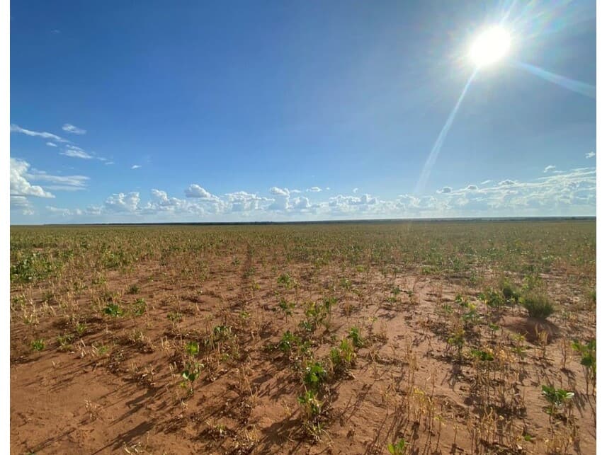Foto 7 de 12: Area Rural em leilão em Nova Ubiratã - MT — Área Rural à venda em leilão