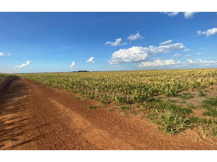 Foto 1 de 12: Area Rural em leilão em Nova Ubiratã - MT — Área Rural à venda em leilão